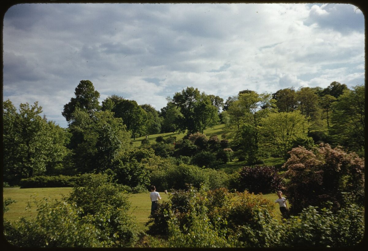 Rolling hills and specimen trees at the Arnold Arboretum in Boston