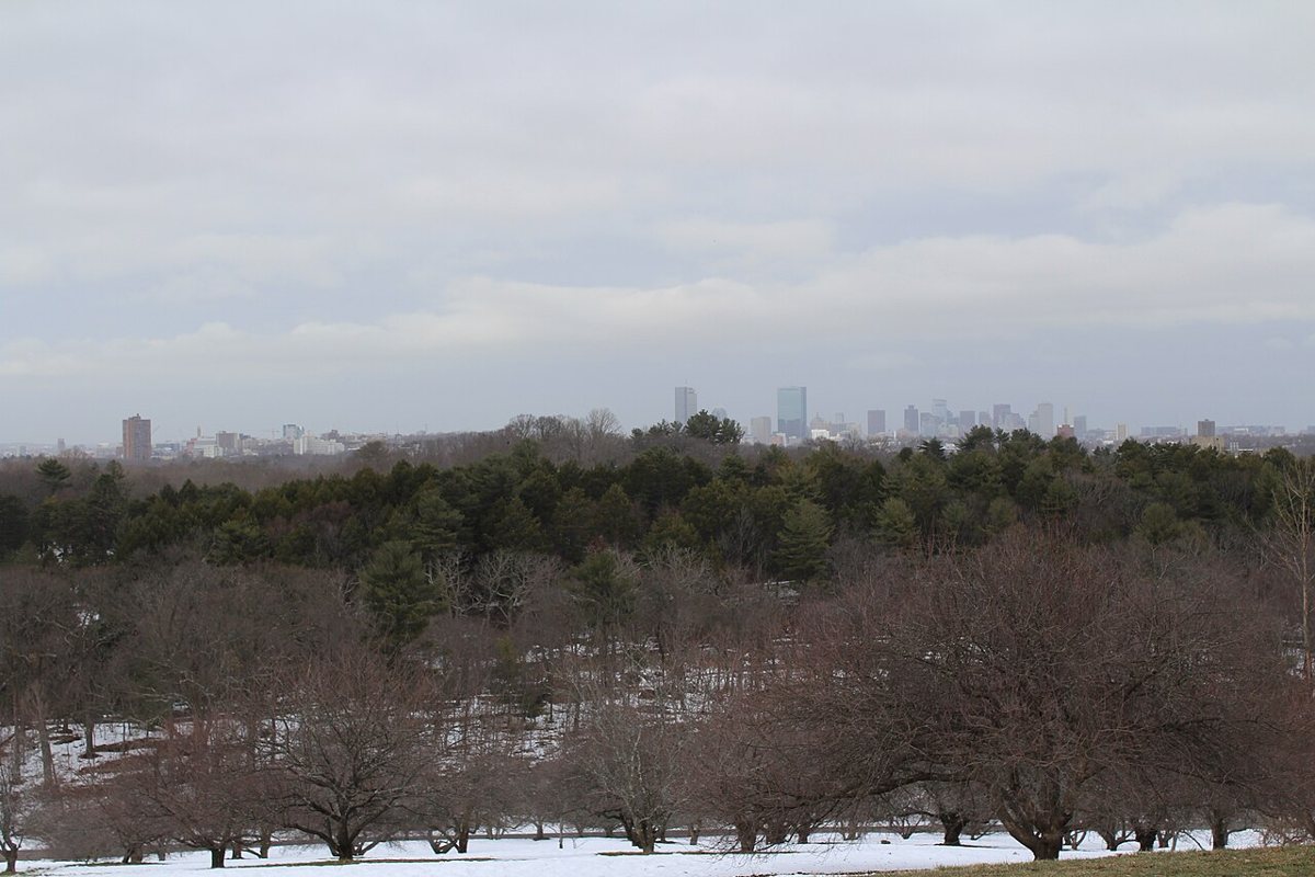 Arnold Arboretum tree-lined paths and hilltop view in Jamaica Plain Boston
