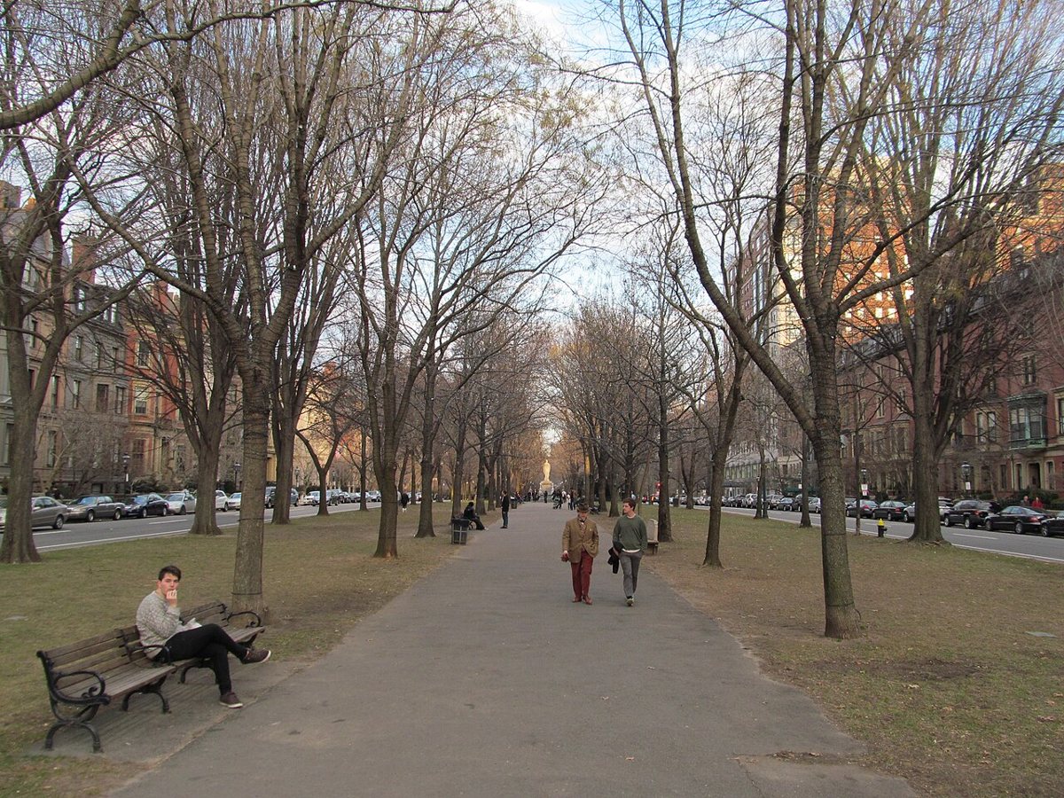 magnolia trees in bloom along the Commonwealth Avenue Mall