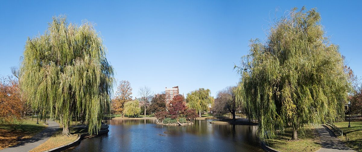 Swan Boats gliding across the lagoon in the Boston Public Garden surrounded by weeping willows in spring
