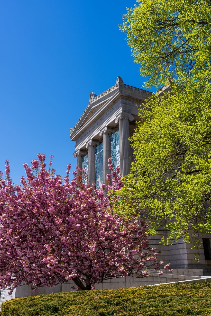 The neoclassical facade of the Museum of Fine Arts Boston behind flowering spring trees