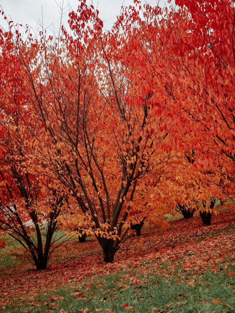 Rolling hills of the Arnold Arboretum in autumn with mature trees in peak fall color
