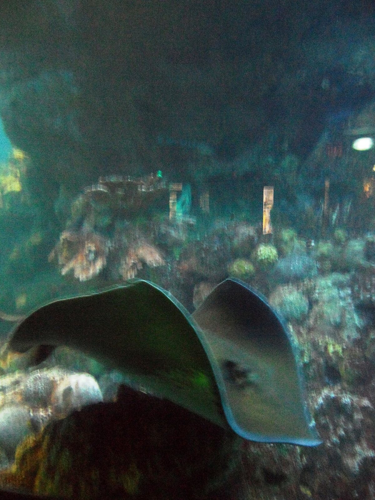 Giant Ocean Tank at the New England Aquarium Boston with sharks and tropical fish swimming past viewing windows